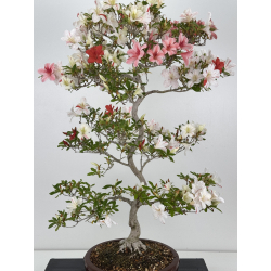 Azalea Kao I-8053 vista 2