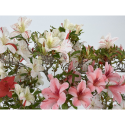 Azalea Kao I-8053 vista 3