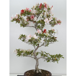 Azalea Kao I-8053 vista 4