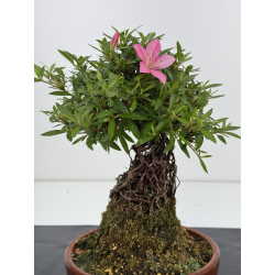 Azalea Shorin I-8054 vista 2