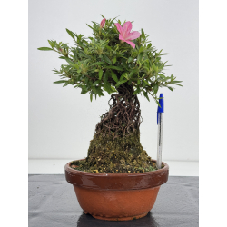 Azalea Shorin I-8054