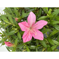 Azalea Shorin I-8054 vista 3