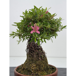 Azalea Shorin I-8054 vista 4