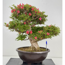 Azalea Hikorin I-8055