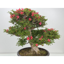Azalea Hikorin I-8055 vista 2