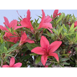 Azalea Hikorin I-8055 vista 3