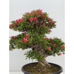 Azalea Hikorin I-8055 vista 4