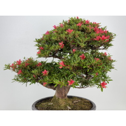 Azalea Hikorin I-8055 vista 5