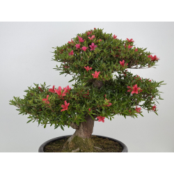 Azalea Hikorin I-8055 vista 6