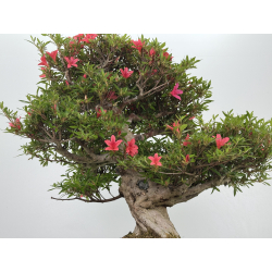 Azalea Hikorin I-8055 vista 7