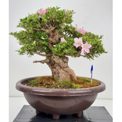 Azalea Jyuko I-8056