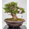 Azalea Jyuko I-8056