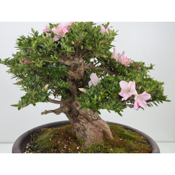 Azalea Jyuko I-8056 vista 2