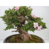 Azalea Jyuko I-8056 vista 2