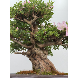 Azalea Jyuko I-8056 vista 3