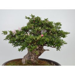 Azalea Jyuko I-8056 vista 4
