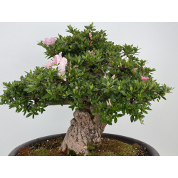 Azalea Jyuko I-8056 vista 5