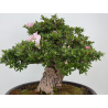 Azalea Jyuko I-8056 vista 5
