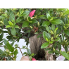 Azalea Jyuko I-8056 vista 6