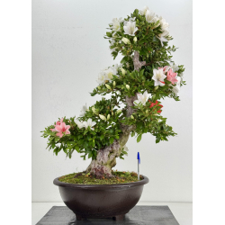 Azalea Suisen I-8057