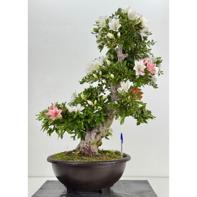 Azalea Suisen I-8057