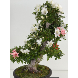 Azalea Suisen I-8057 vista 2