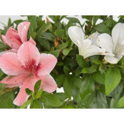 Azalea Suisen I-8057 vista 3