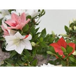 Azalea Suisen I-8057 vista 4