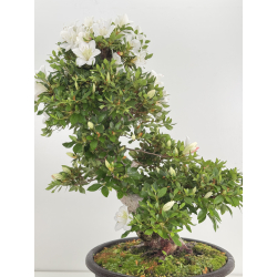 Azalea Suisen I-8057 vista 5