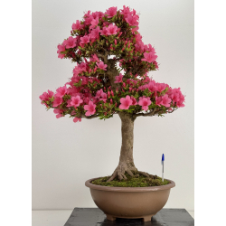 Azalea Osakazuki I-8058