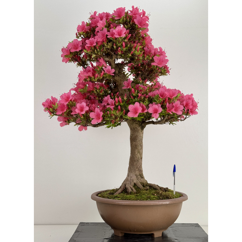 Azalea Osakazuki I-8058 Azalea Osakazuki I-8058