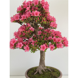 Azalea Osakazuki I-8058 vista 2