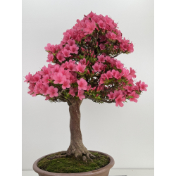 Azalea Osakazuki I-8058 vista 4