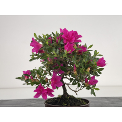 Azalea I-8059 vista 2