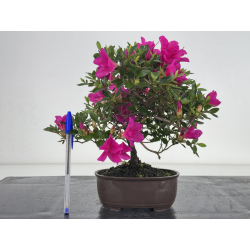 Azalea I-8059