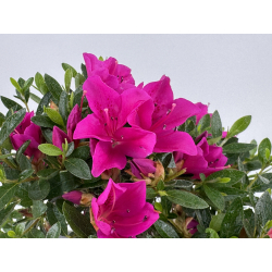 Azalea I-8059 vista 3