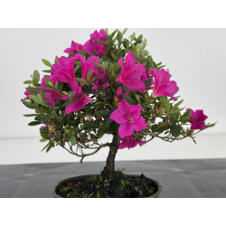 Azalea I-8059 vista 4