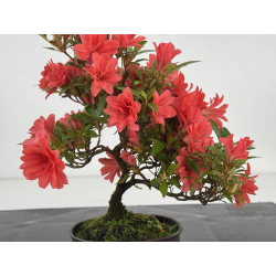 Azalea I-8060 vista 2