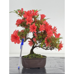 Azalea I-8060