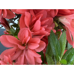 Azalea I-8060 vista 3