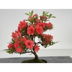 Azalea I-8060 vista 4