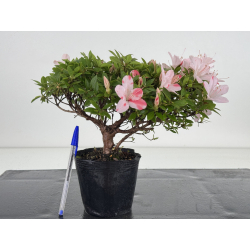 Azalea I-8061