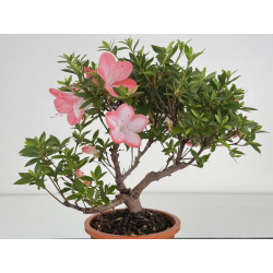 Azalea I-8062 vista 2