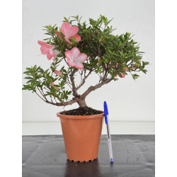 Azalea I-8062