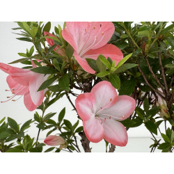 Azalea I-8062 vista 3