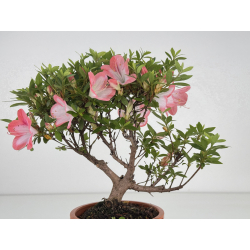 Azalea I-8062 vista 4