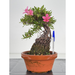 Azalea Shorin I-8063