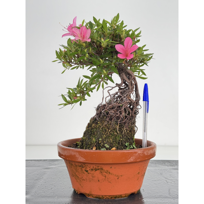 Azalea Shorin I-8063