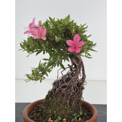 Azalea Shorin I-8063 vista 2