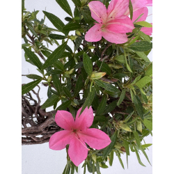 Azalea Shorin I-8063 vista 3